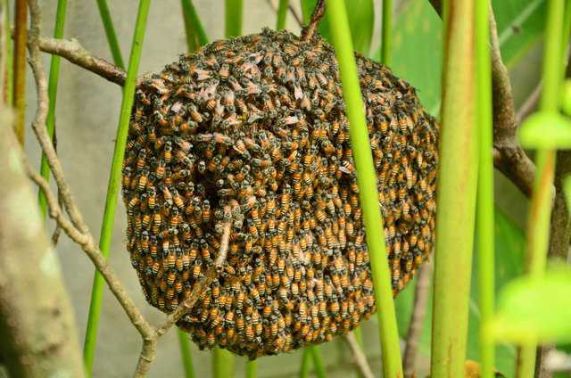 Как подготовить пчел к зимовке « пасека пчеловод амг карника бакфаст итальянка