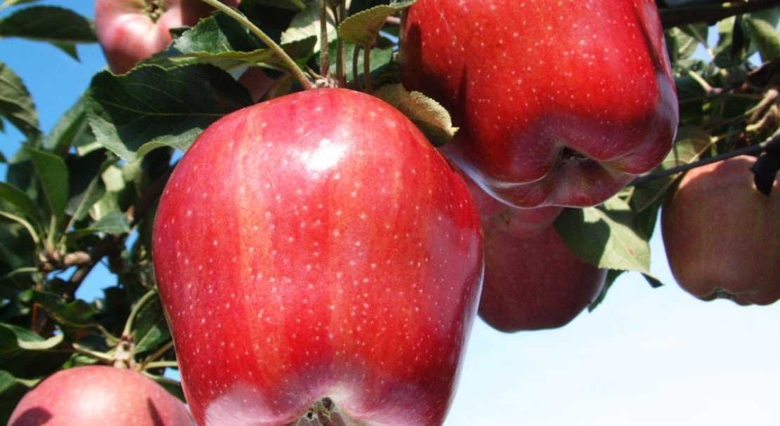 Яблоня ред делишес — описание сорта