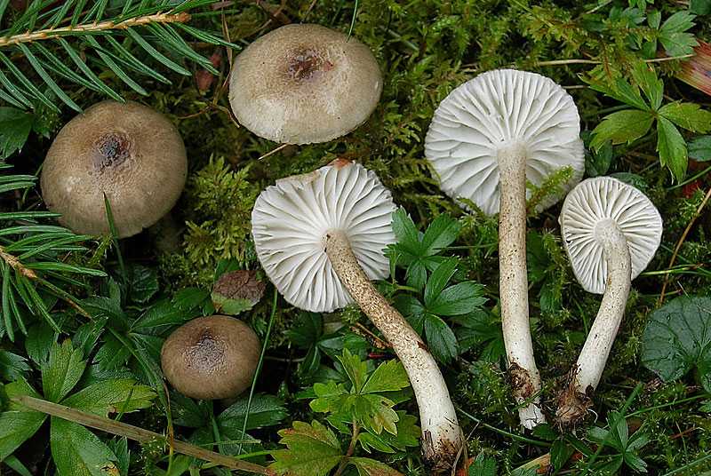 Гигрофор душистый – фото гриба с миндальным ароматом