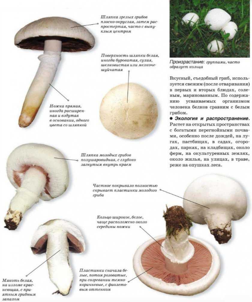 Какие грибы растут весной: самые первые, самые ранние