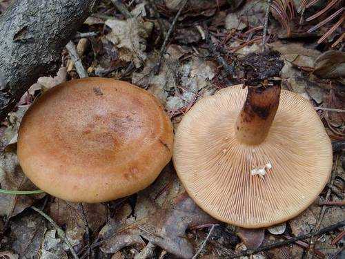 Гладыш (млечник обыкновенный): описание и съедобность гриба