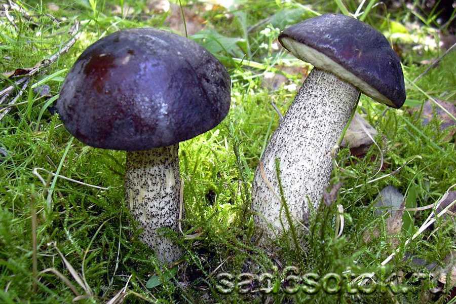 Обабки (грибы): виды