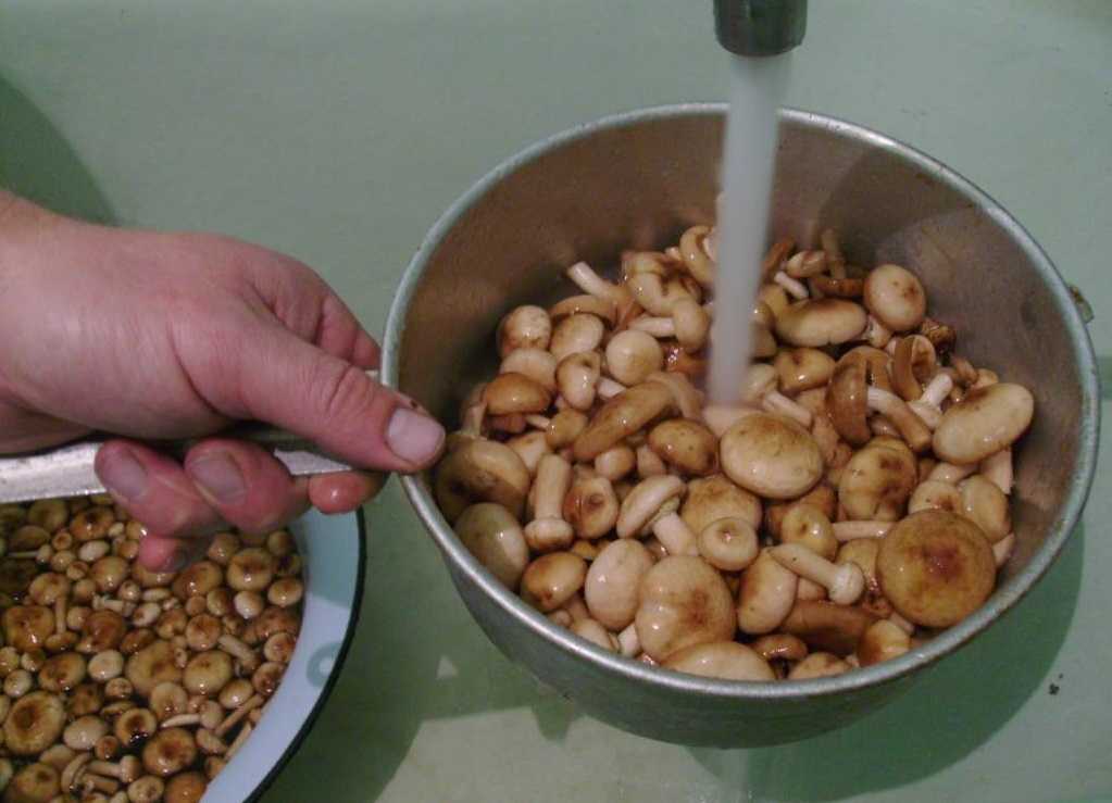 Сколько варить сухие грибы без замачивания