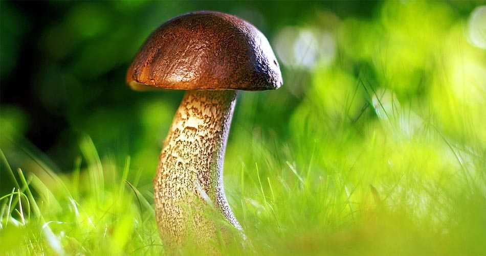 Белый гриб: описание, где растет, когда собирать, двойники