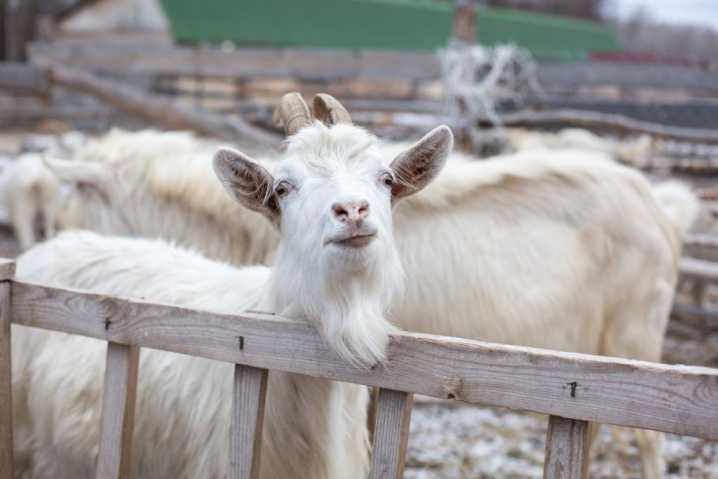 Зааненские козы: фото, видео, описание, разведение, содержание