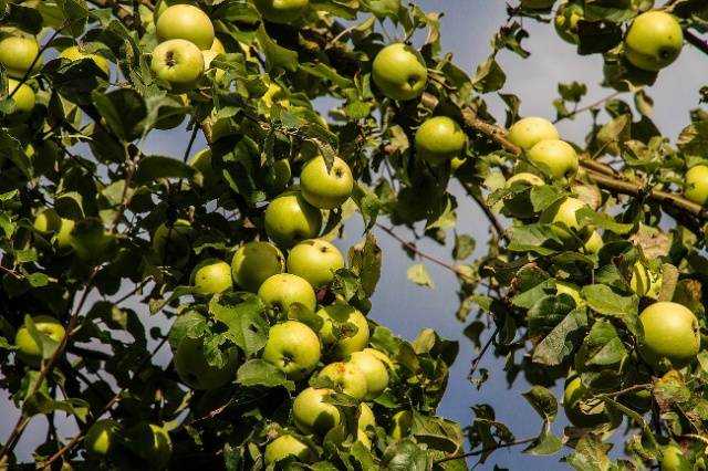 Правильная пересадка яблони осенью на новое место. опыт профессионалов