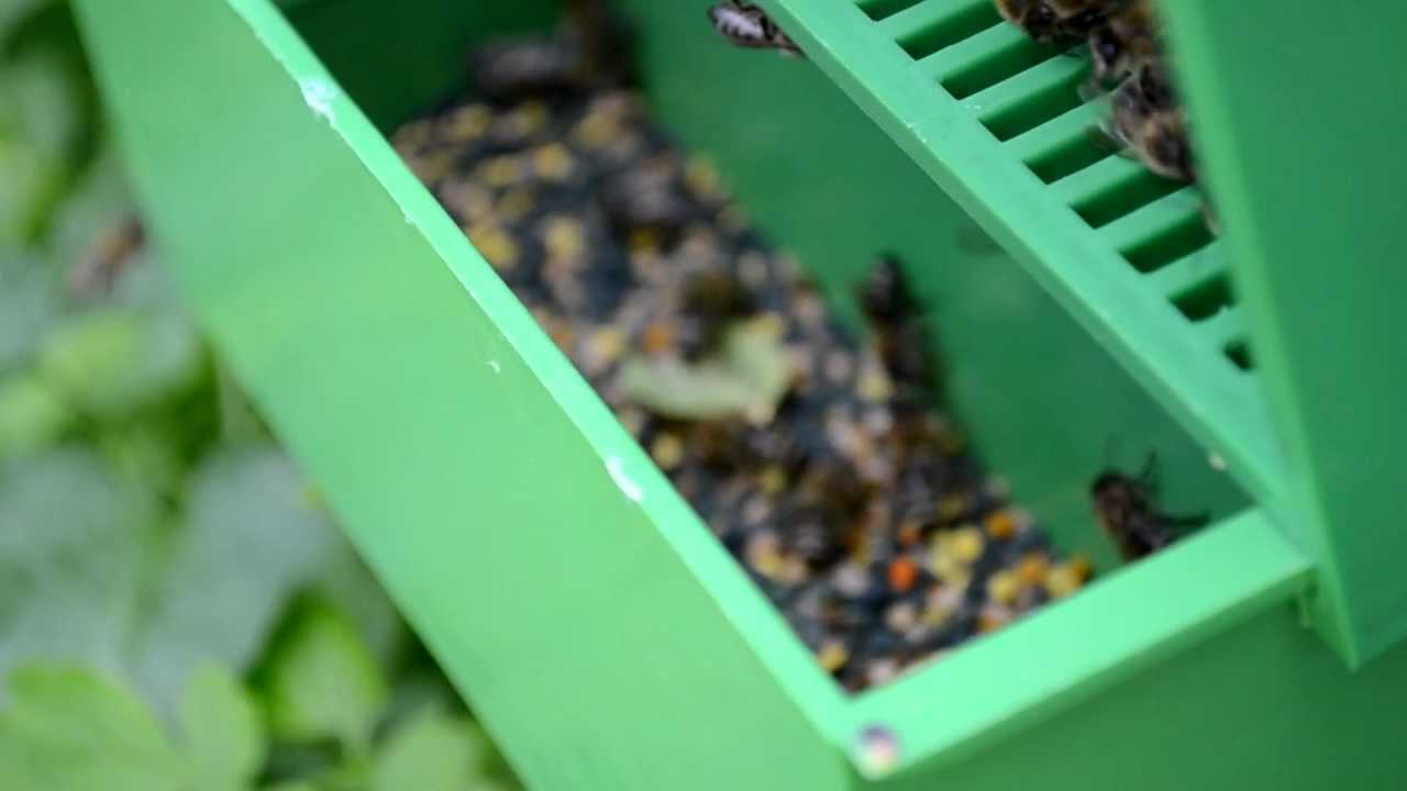 Как и когда собирать пыльцу у пчел правильно