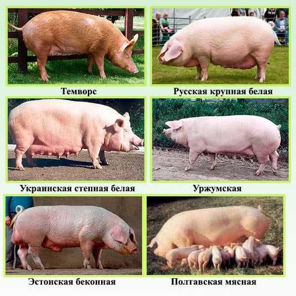 Какая порода свиней самая выгодная для выращивания – дачные дела