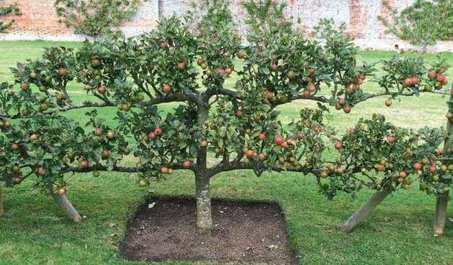 Правила посадки яблонь на урале весной и осенью - сажаем своими руками с yabloki.site