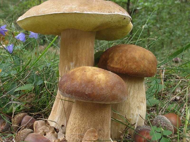 Грибы похожие на белый гриб: как отличить опасных и ядовитых двойников от истинного боровика?