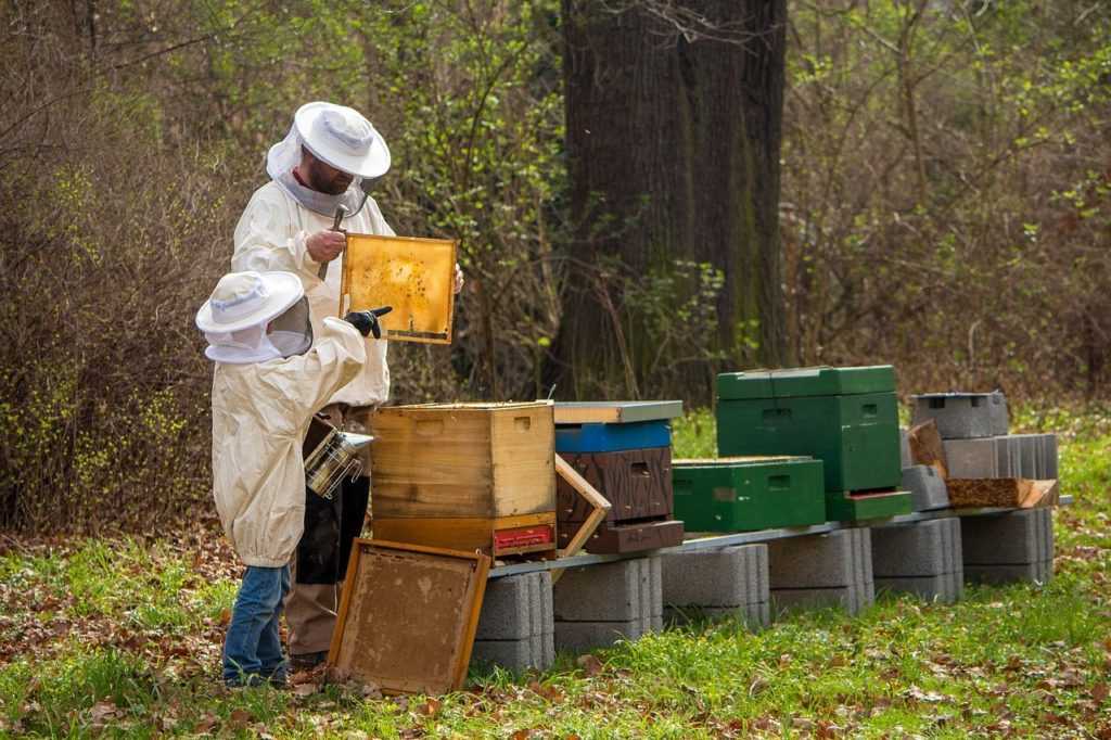 Бизнес-идея: пчеловодство и заработок на пасеке