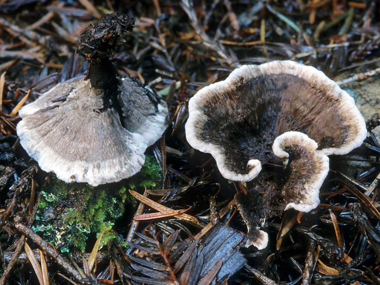 Телефора наземная: как выглядит гриб, где можно его встретить. Разрешено ли употреблять в пищу, как его используют в лесопитомниках.