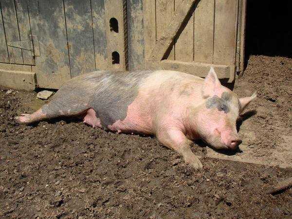 Забой свиней в домашних условиях: эффективные способы, особенности и рекомендации