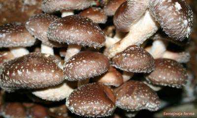 Процесс выращивания грибов шиитаке в домашних условиях