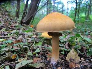 Гриб дубовик съедобный или нет. поддубник (boletus lur />фото и описание гриба поддубника