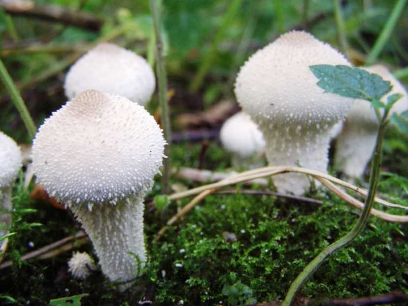 Головач гигантский: внешний вид гриба, описание - ваше здоровье