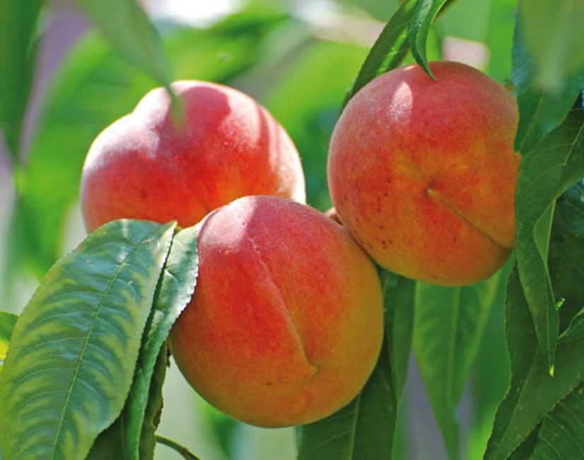 Что такое персик: правила посадки, полива, подкормки и ухода за деревом