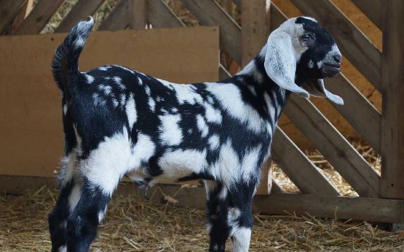 Англо-нубийские козы: описание + фото, сколько дает молока. Характеристика и особенности породы, содержание, кормление и уход.