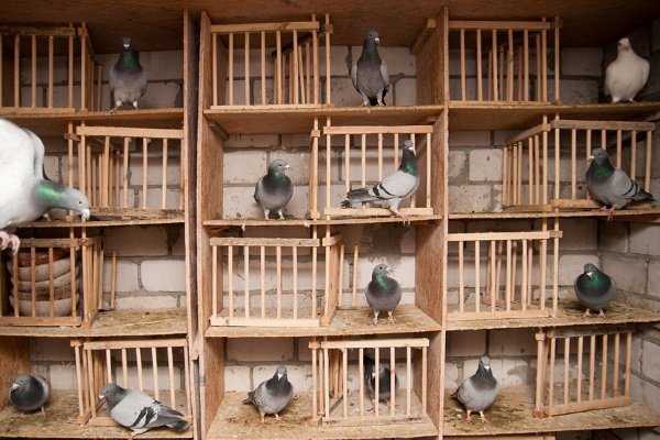Разведение голубей: особенности для начинающих голубеводов