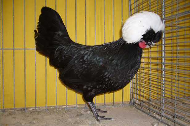 Голландская белохохлая порода кур – описание, фото и видео