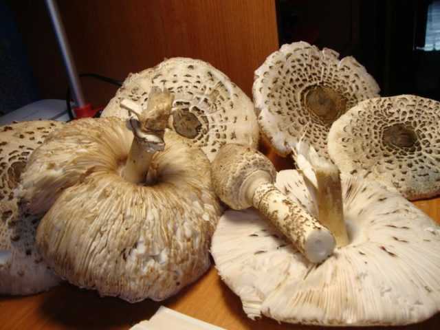 Приготовление грибов зонтиков: сколько и как жарить, варить, замораживать и мариновать (+25 фото)?