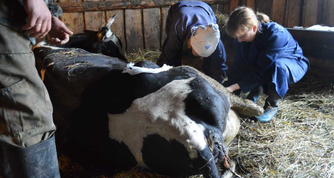 Ветеринария крс | профилактические и лечебные мероприятия при болезнях копытец у коров