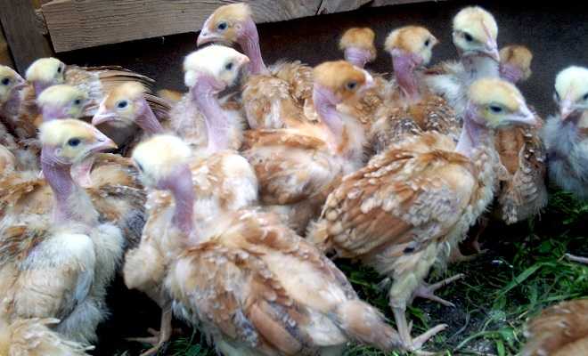Куры голошейки: характеристика и описание голошейной породы цыплят, когда начинают нестись бройлеры с голой шеей