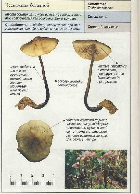 Псилоцибе прямоногая: съедобный или опасный гриб?