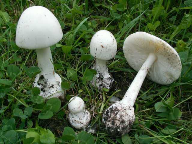 Поплавок чёрный (amanita pachycolea): как выглядит гриб, где и как растет, съедобный или нет