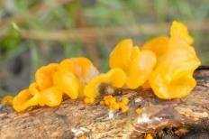 Дрожалка оранжевая (tremella mesenterica): описание и фото
