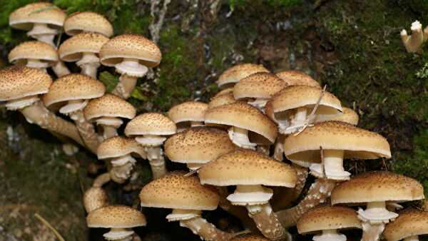 Опята на пеньках, описание. Где растут грибы и когда их собирать. Сколько дней необходимо для роста опят. Как выглядят и где растут пеньковые грибы.