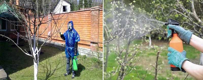 Обработка яблонь осенью от вредителей и болезней