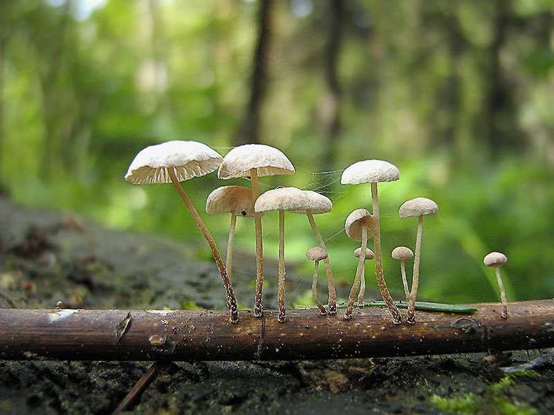 Сатанинский гриб (ложный белый гриб): как выглядит, отличия от бледной поганки, съедобный или нет, ложный, фото