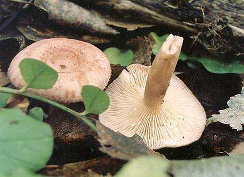 Фото и описание грибов млечников. Какие существуют съедобные и несъедобные грибы данного рода, как их узнать. Какие у млечников схожие черты, как используют в кулинарии.