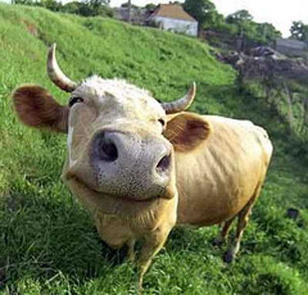 Содержание коров: способы и системы для личного подсобного хозяйства, ветеринарные правила