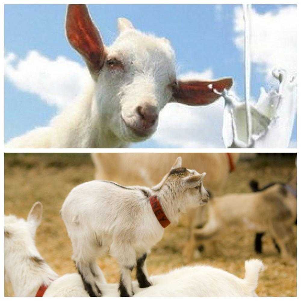 Особенности пуховых пород коз