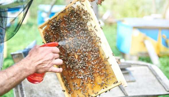 Бипин для пчел: инструкция по применению, температура воздуха и другие требования к обработке