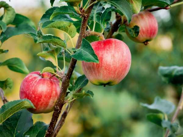Как правильно посадить яблоню весной в открытый грунт: пошаговая инструкция по посадке саженцев