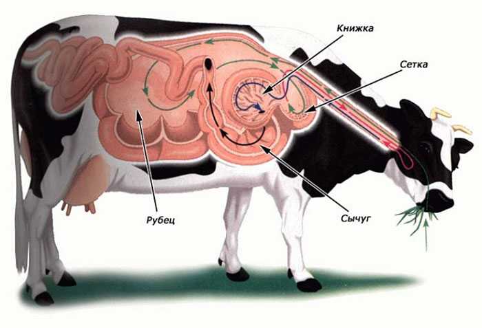Эфемерная лихорадка крс - болезни коров