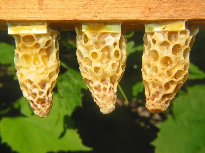 Отводки пчел своими руками: из молодых и старых пчел