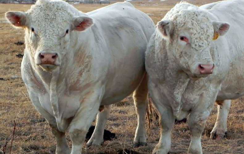 Порода коров шароле: характеристика, фото, обзор