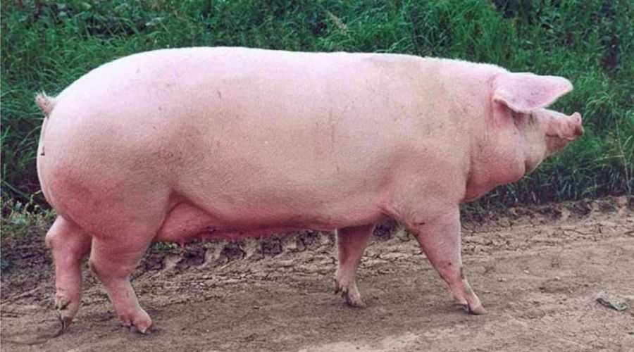 Описание и характеристика породы свиней пьетрен