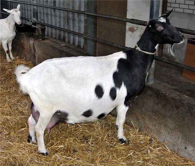 Дойные козы: характеристики, описание молочной породы