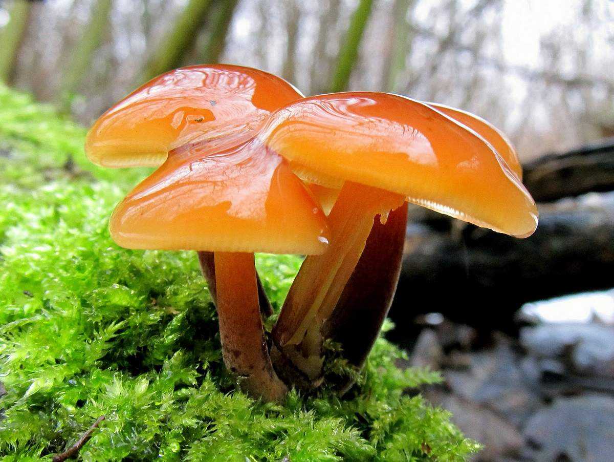Опенок тополиный – вкусный культивируемый гриб
