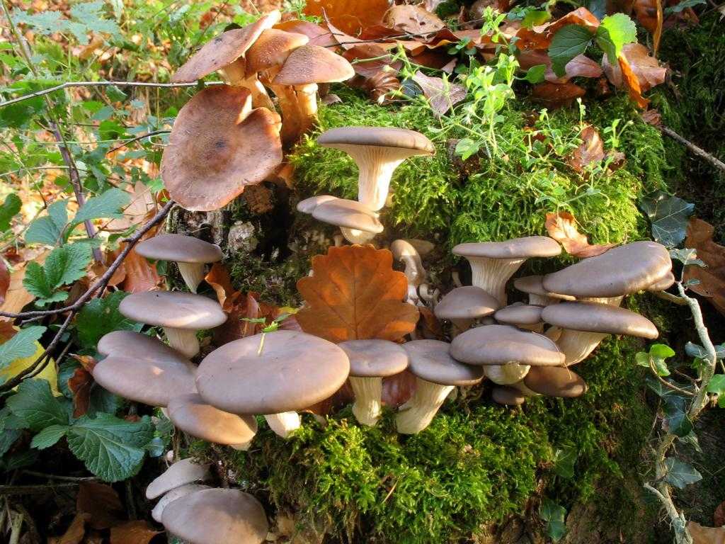 Где и как растут грибы вешенки: на каких деревьях, на земле и в лесу ( 44 фото)