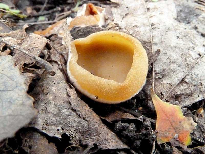 Пецица пузырчатая: подробное описание с фото. Место, период и условия произрастания. Съедобность гриба. Похожие виды и их отличия.