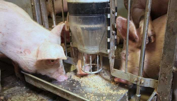 Премиксы для свиней: что это такое, виды кормовых добавок, преимущества их применения и эффективность. Как правильно выбрать препарат. Способы приема добавок, предназначение. Отзывы животноводов.