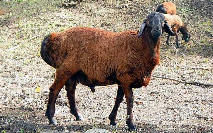 Характеристики гиссарской породы овец и их рекомендации