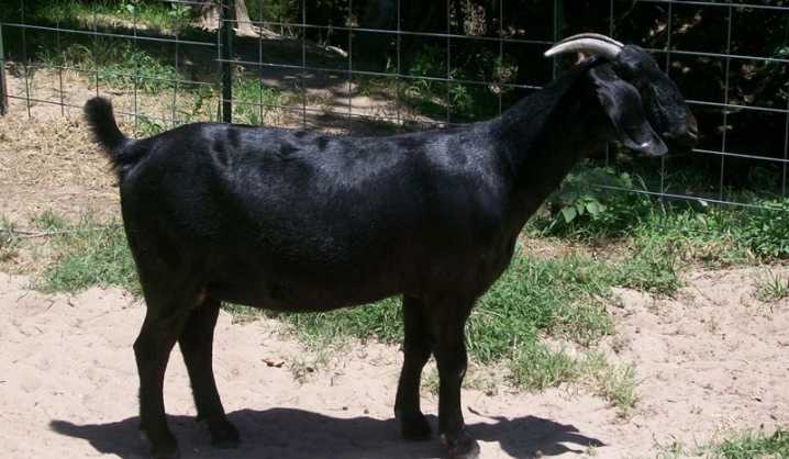 Самые известные породы коз преимущества и характеристики