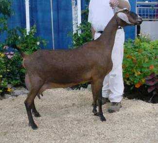 Альпийско нубийская порода коз